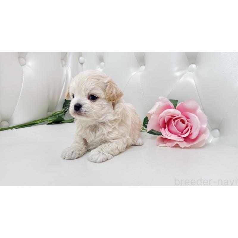 販売中の埼玉県のミックス犬-433849の3枚目