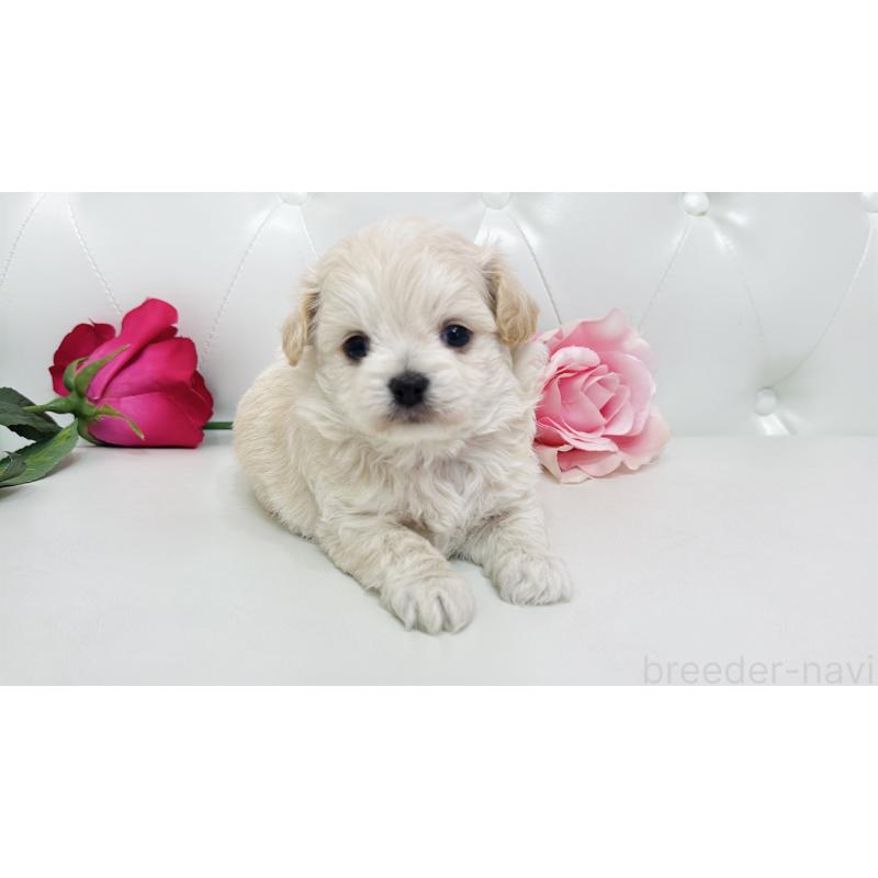 販売中の埼玉県のミックス犬-433849の2枚目