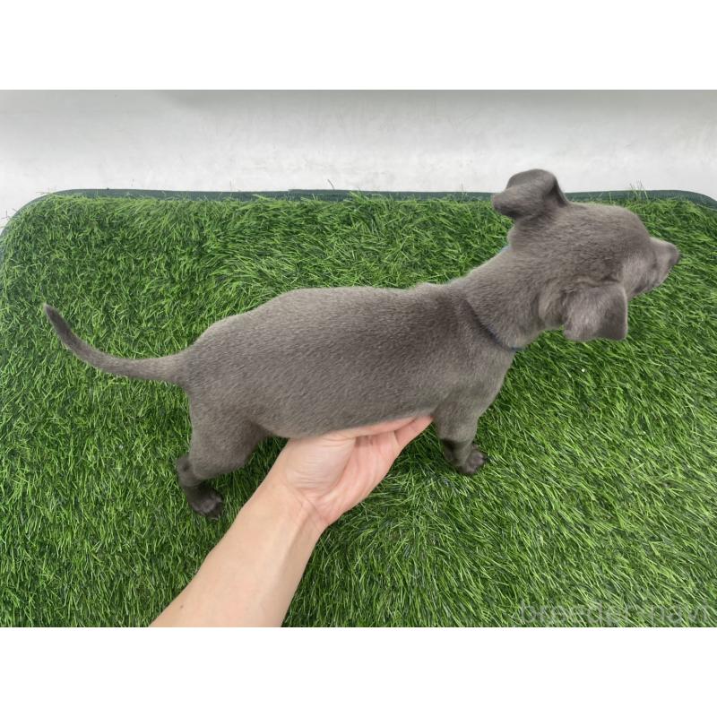 販売中の愛知県のイタリアングレーハウンド(イタグレ)-433850の4枚目