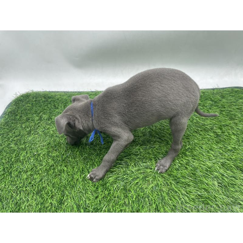 販売中の愛知県のイタリアングレーハウンド(イタグレ)-433850の3枚目