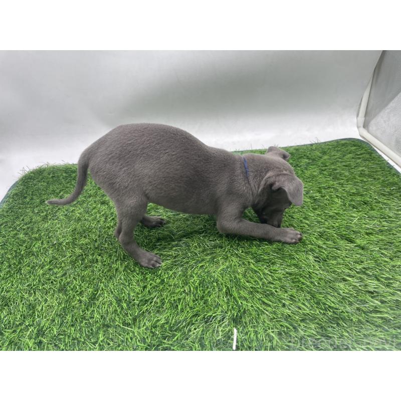 販売中の愛知県のイタリアングレーハウンド(イタグレ)-433850の2枚目