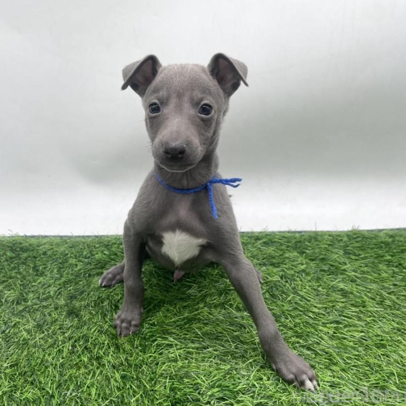 販売中の愛知県のイタリアングレーハウンド(イタグレ)-433850