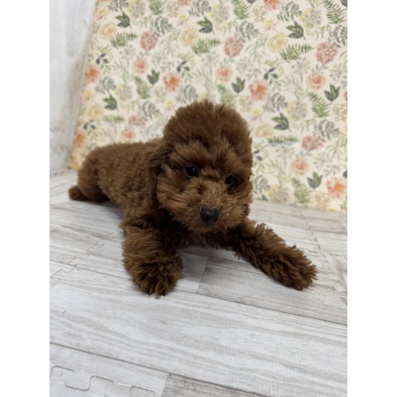 販売中の神奈川県のトイプードル-419602の2枚目