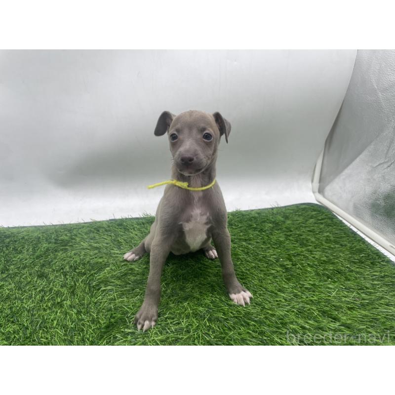 販売中の愛知県のイタリアングレーハウンド(イタグレ)-433852の5枚目