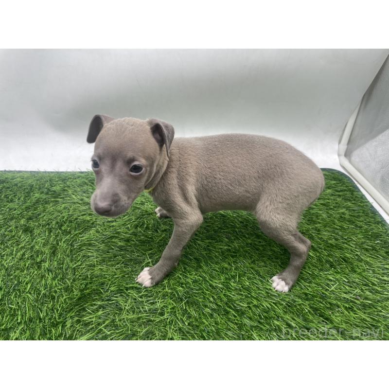 販売中の愛知県のイタリアングレーハウンド(イタグレ)-433852の4枚目