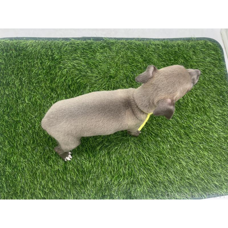 販売中の愛知県のイタリアングレーハウンド(イタグレ)-433852の2枚目