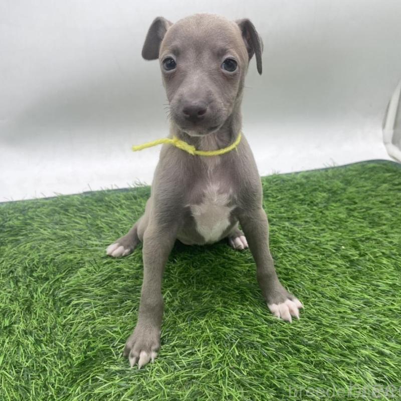 販売中の愛知県のイタリアングレーハウンド(イタグレ)-433852