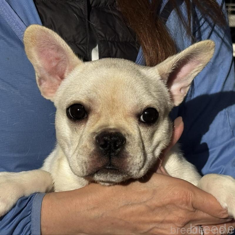 販売中の神奈川県のフレンチブルドッグ-415715の2枚目