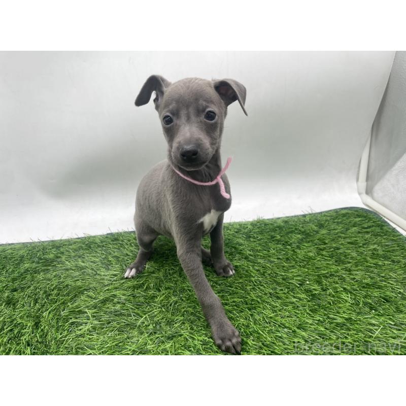 販売中の愛知県のイタリアングレーハウンド(イタグレ)-433853の5枚目