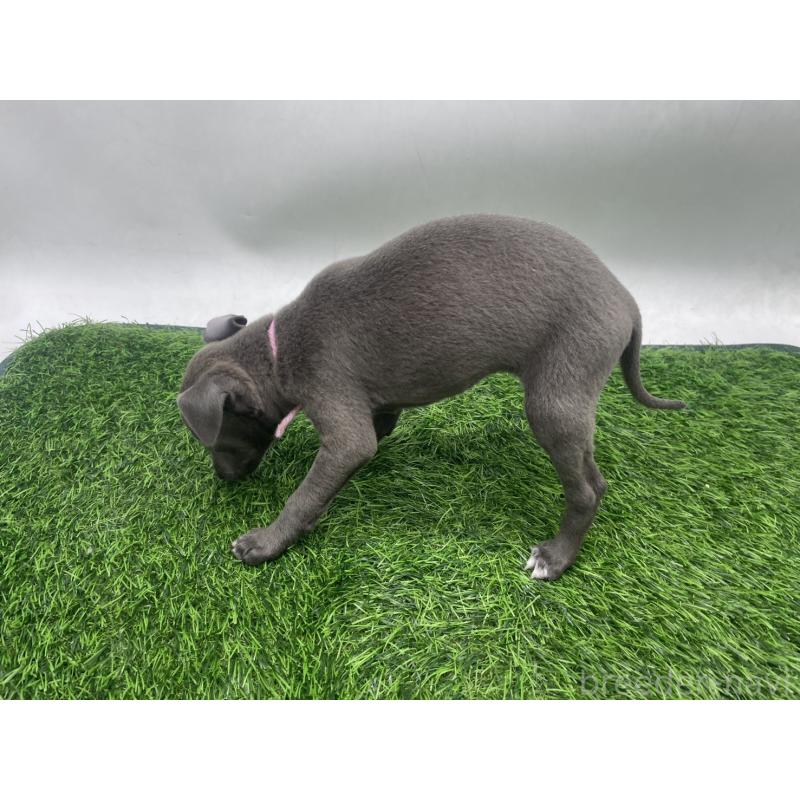 販売中の愛知県のイタリアングレーハウンド(イタグレ)-433853の4枚目