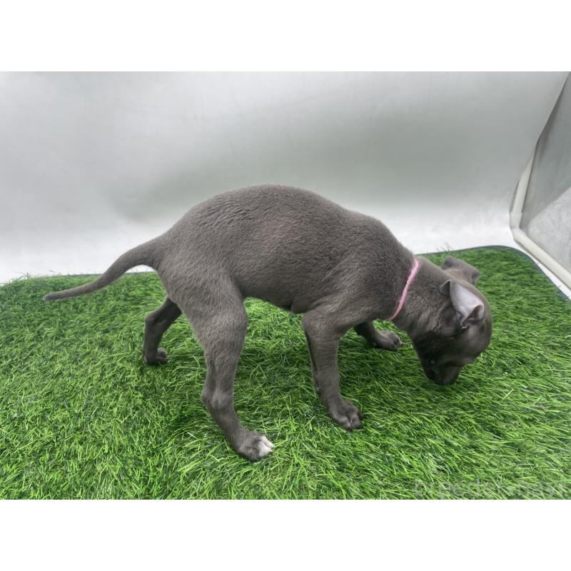 販売中の愛知県のイタリアングレーハウンド(イタグレ)-433853の3枚目