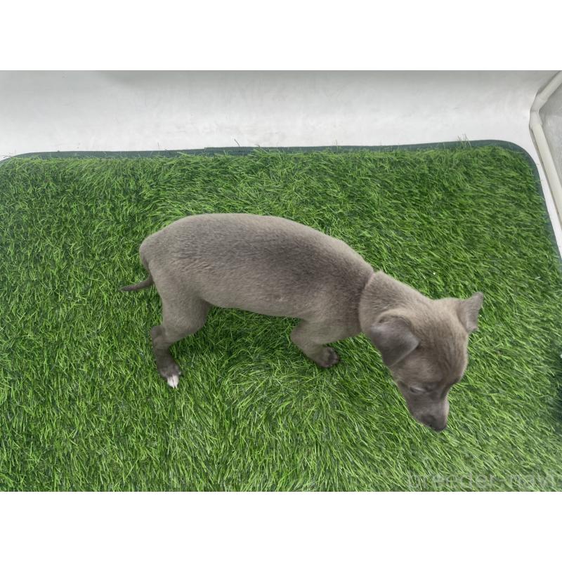 販売中の愛知県のイタリアングレーハウンド(イタグレ)-433853の2枚目