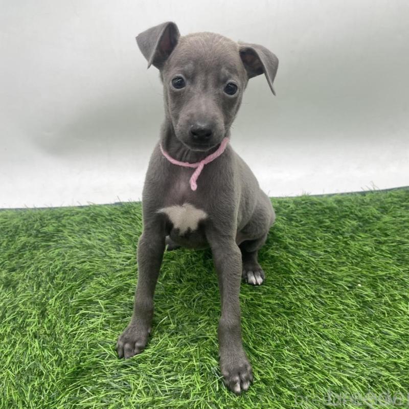 販売中の愛知県のイタリアングレーハウンド(イタグレ)-433853