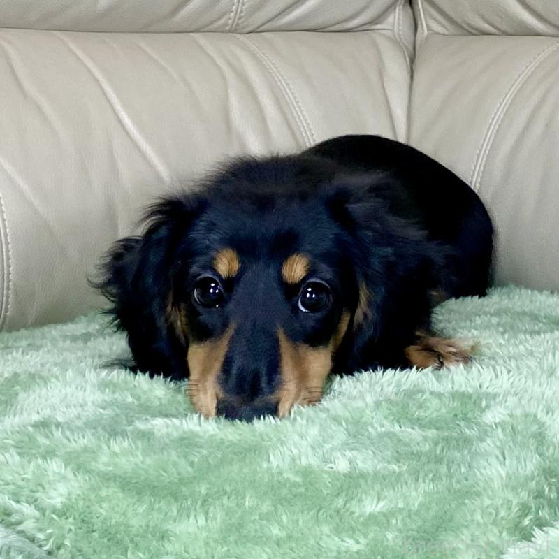 販売中の茨城県のミニチュアダックスフンド(ロングヘアード)-426964