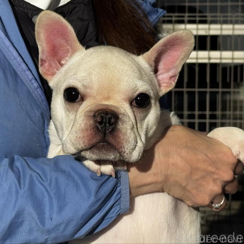 販売中の神奈川県のフレンチブルドッグ-415709の1枚目