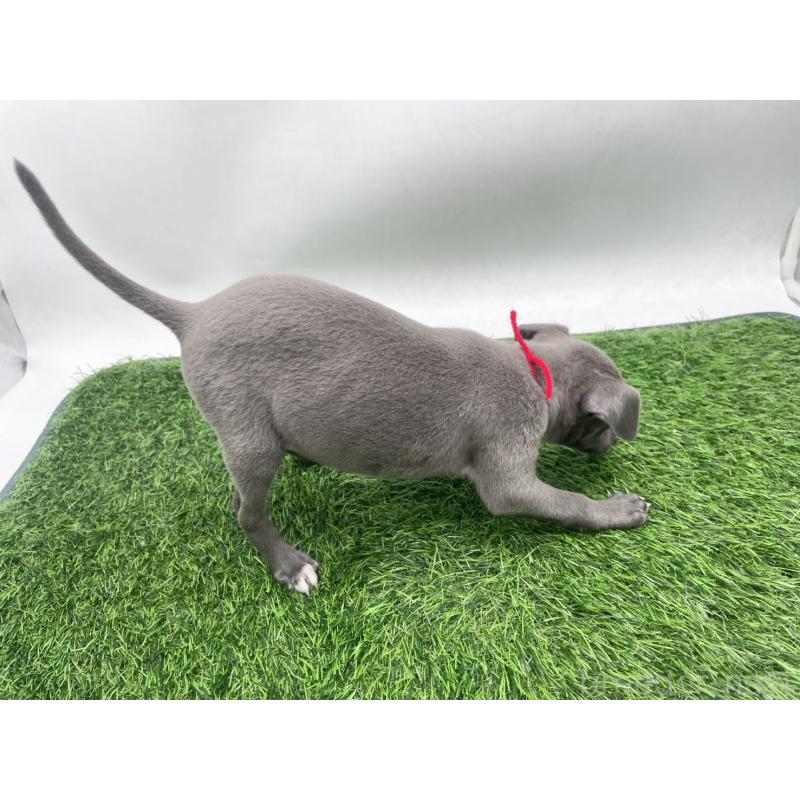 販売中の愛知県のイタリアングレーハウンド(イタグレ)-433854の4枚目