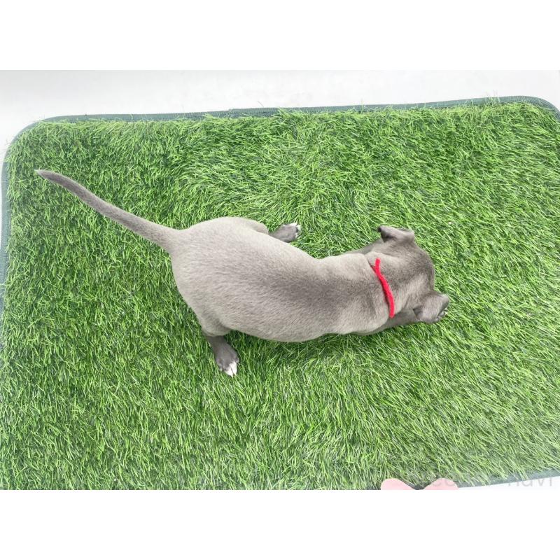 販売中の愛知県のイタリアングレーハウンド(イタグレ)-433854の3枚目