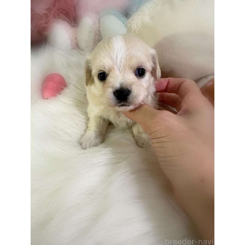 販売中の香川県のチワックス:チワワ×ミニチュアダックスフンド-433855の5枚目