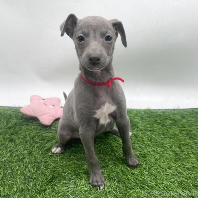 販売中の愛知県のイタリアングレーハウンド(イタグレ)-433854