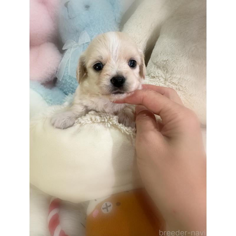 販売中の香川県のチワックス:チワワ×ミニチュアダックスフンド-433855の4枚目