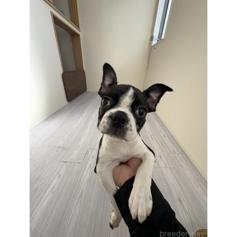 販売中の愛知県のボストンテリア-433856の3枚目