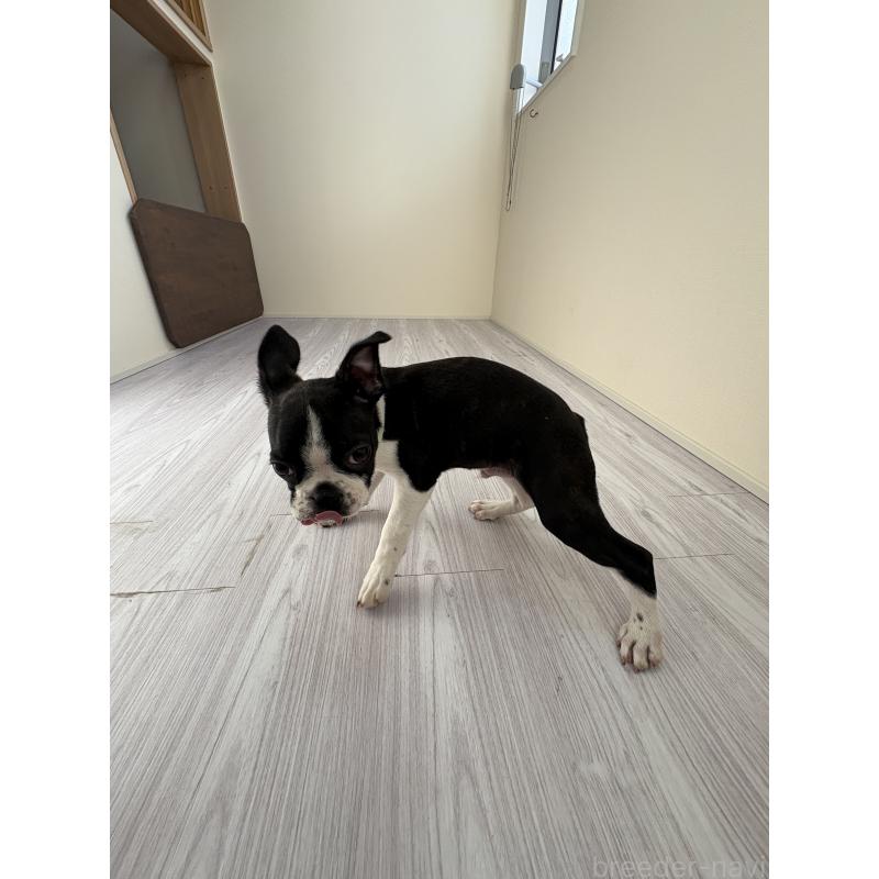 販売中の愛知県のボストンテリア-433856の2枚目