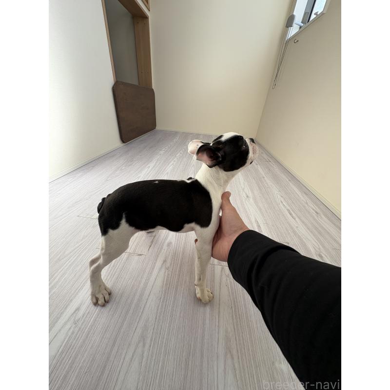 販売中の愛知県のボストンテリア-433857の3枚目