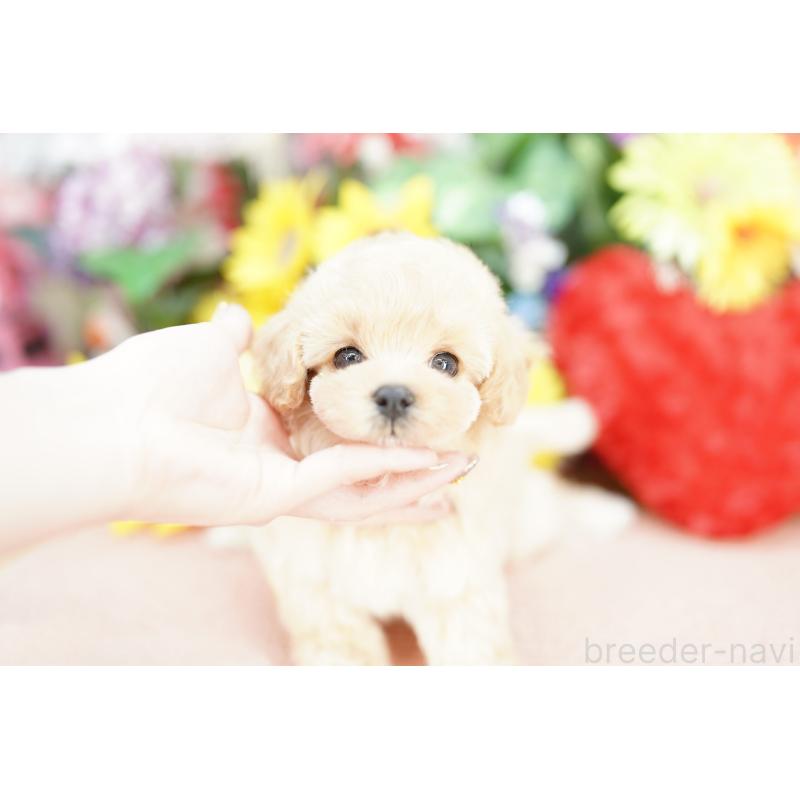 販売中の埼玉県のマルプー:マルチーズ×トイプードル-433859の4枚目