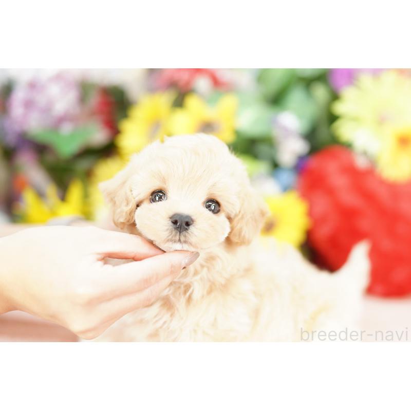 販売中の埼玉県のマルプー:マルチーズ×トイプードル-433859の3枚目