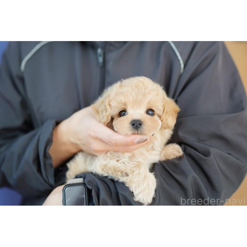 販売中の埼玉県のマルプー:マルチーズ×トイプードル-433859の2枚目