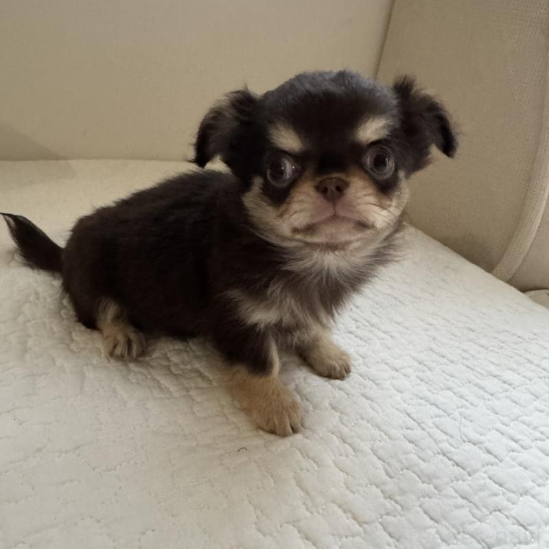 販売中の東京都のチワワ(ロングコート)-433860の1枚目