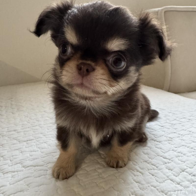 販売中の東京都のチワワ(ロングコート)-433860の7枚目