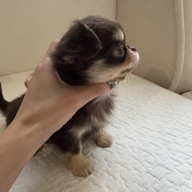 販売中の東京都のチワワ(ロングコート)-433860の8枚目