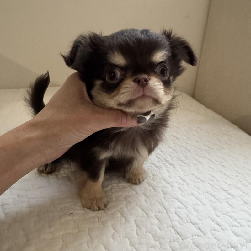 販売中の東京都のチワワ(ロングコート)-433860の6枚目