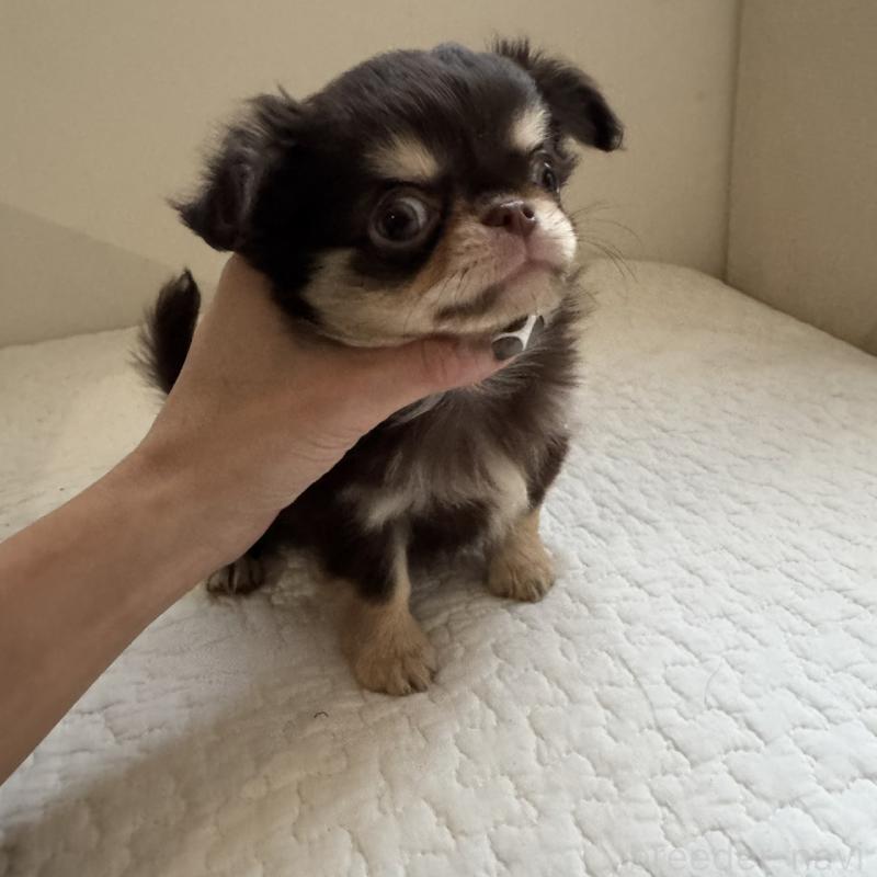 販売中の東京都のチワワ(ロングコート)-433860の5枚目