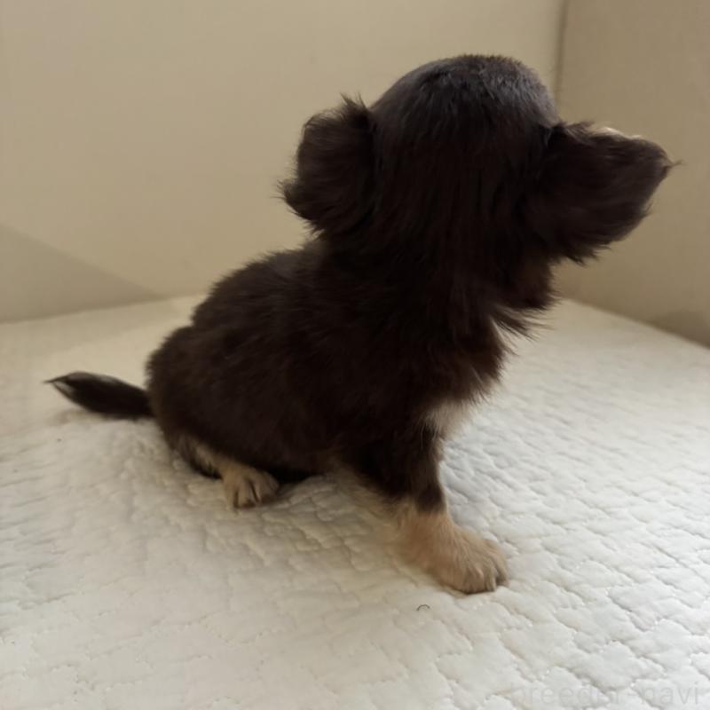 販売中の東京都のチワワ(ロングコート)-433860の4枚目