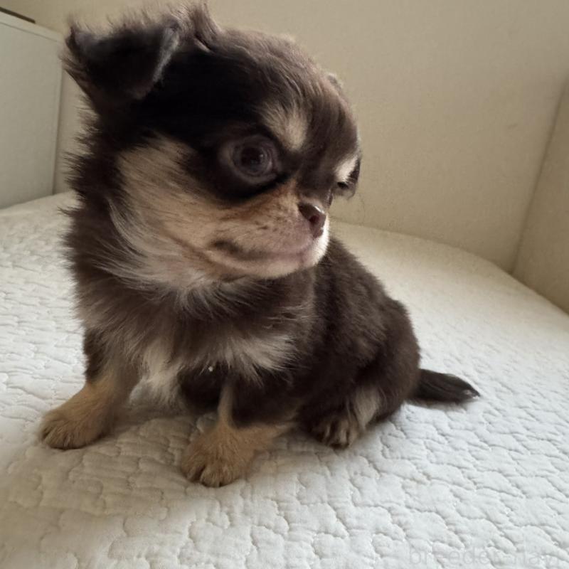 販売中の東京都のチワワ(ロングコート)-433860の3枚目