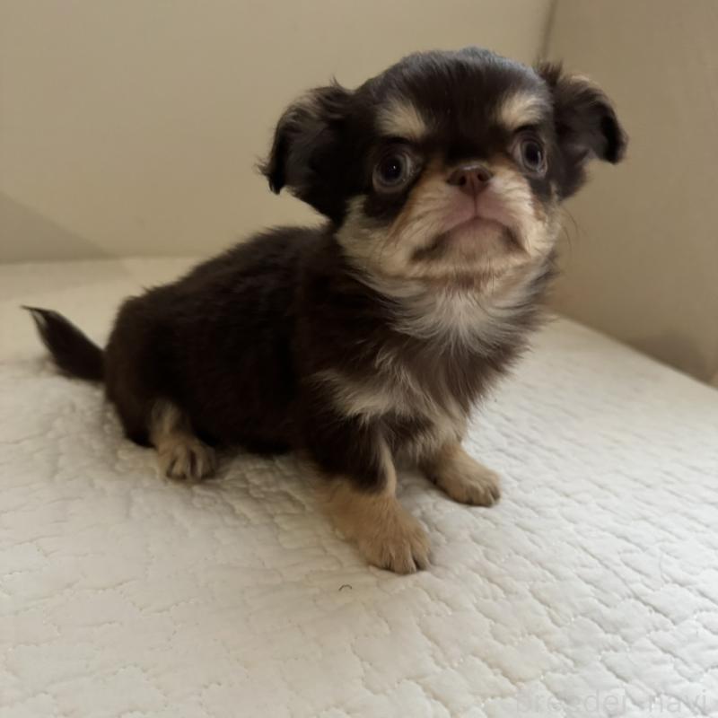 販売中の東京都のチワワ(ロングコート)-433860の2枚目