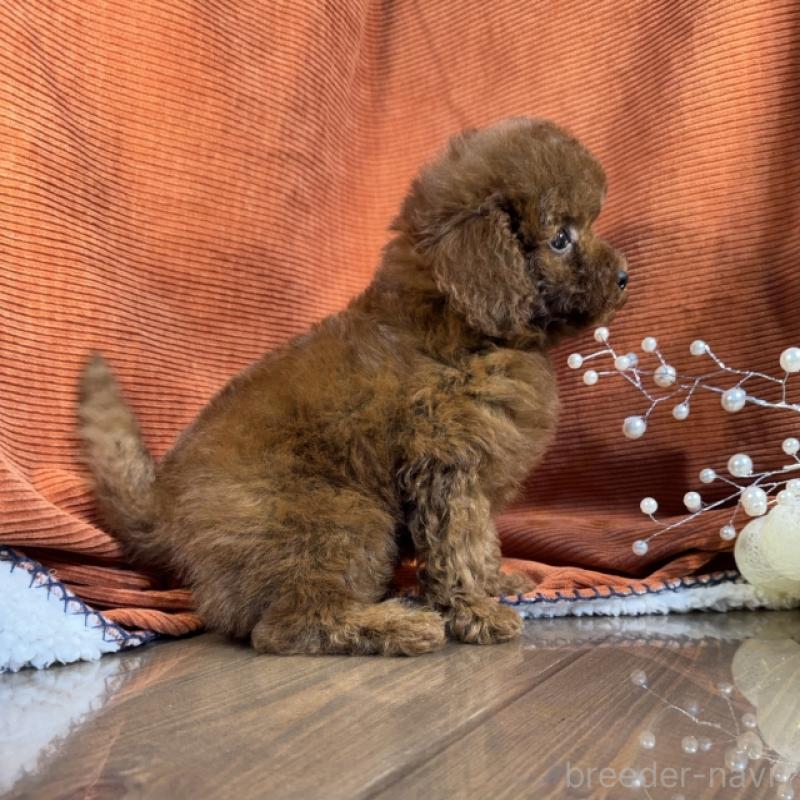 販売中の茨城県のトイプードル-433861の4枚目