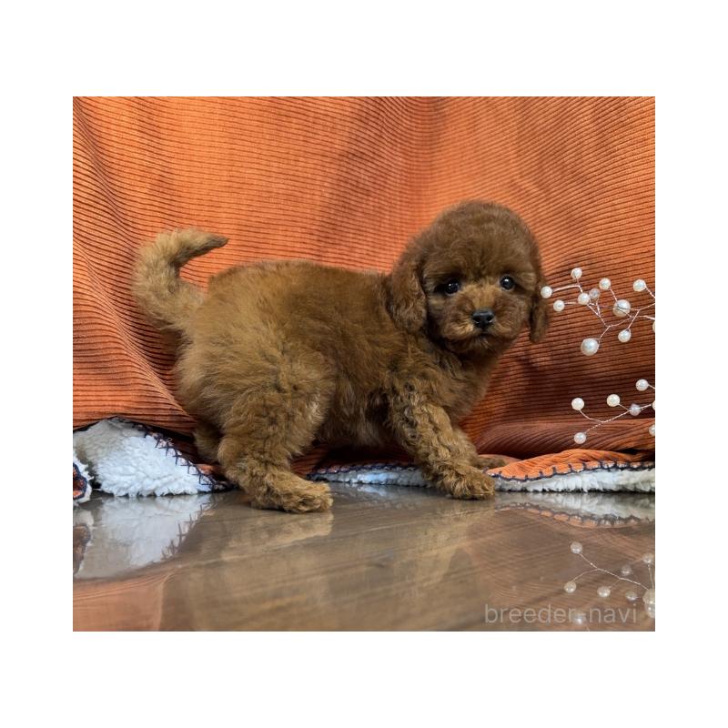 販売中の茨城県のトイプードル-433861の3枚目