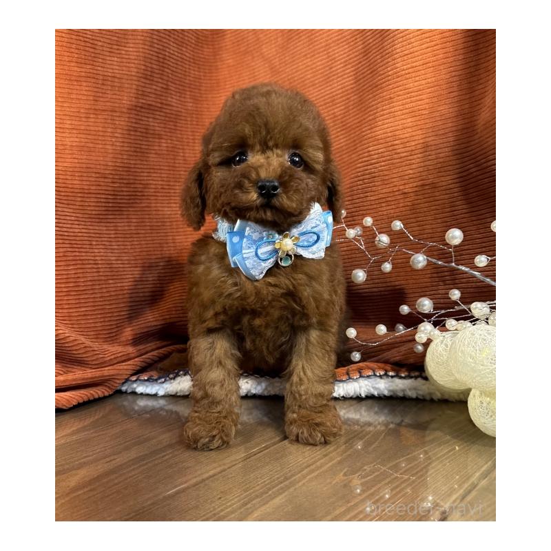 販売中の茨城県のトイプードル-433861の2枚目