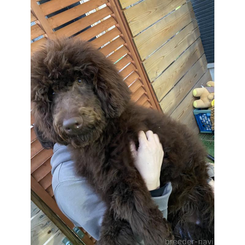 販売中の茨城県のスタンダードプードル-402779