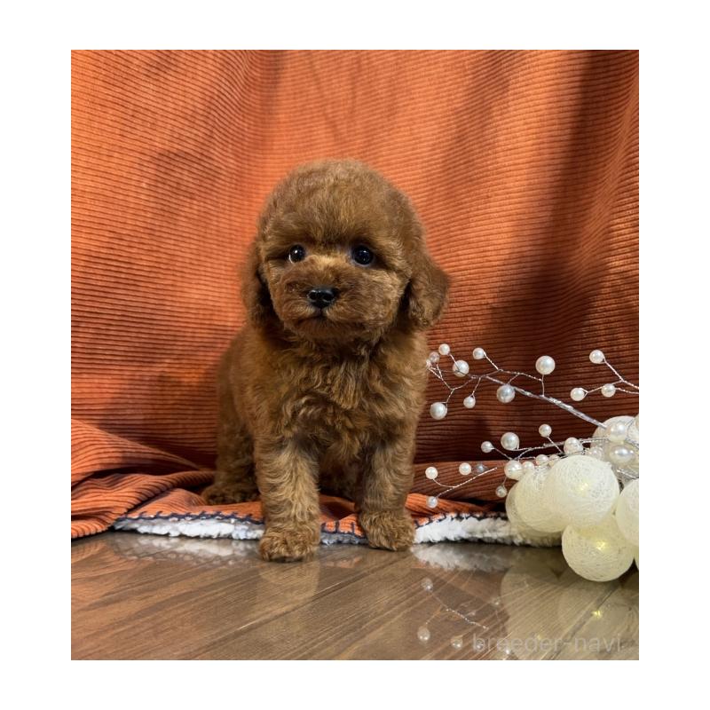 販売中の茨城県のトイプードル-433863の5枚目