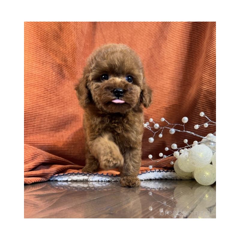 販売中の茨城県のトイプードル-433863の4枚目