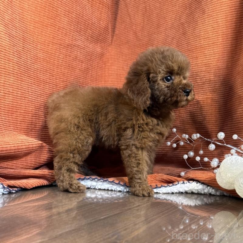 販売中の茨城県のトイプードル-433863の3枚目