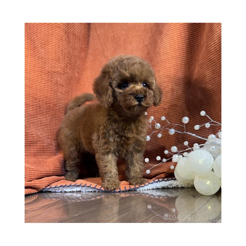 販売中の茨城県のトイプードル-433863の2枚目