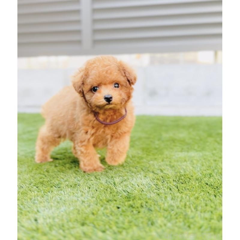 販売中の福岡県のティーカッププードル-433864の12枚目