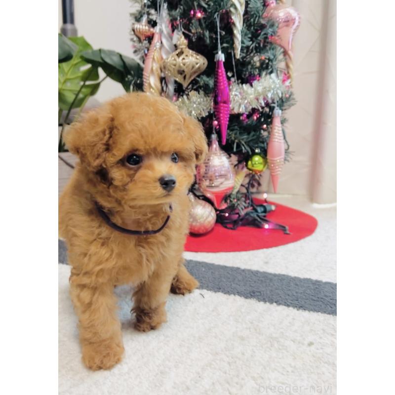 販売中の福岡県のティーカッププードル-433864の11枚目