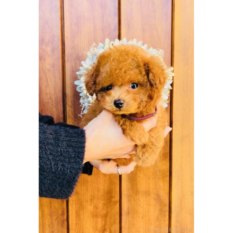 販売中の福岡県のティーカッププードル-433864の10枚目