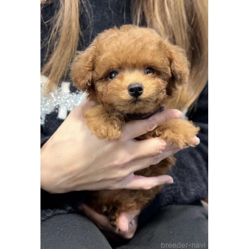 販売中の福岡県のティーカッププードル-433864の9枚目